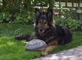 Our Daughter,Annaliese's German Shepherd 'Toby'